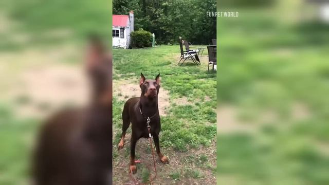 😎I'm a Big Kid Now Cute Baby Animals to Adult 😎 Dogs Glow Up Compilation смотреть онлайн