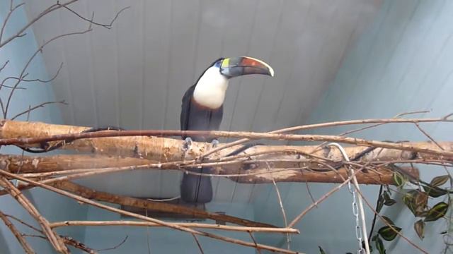 Какаду смотреть онлайн