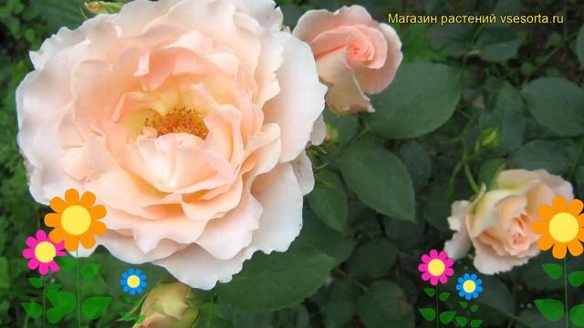 Роза кустовая Рококо. Краткий обзор, описание характеристик, где купить саженцы Rokoko