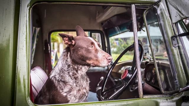 Australian Kelpie: The Most Unique Dog on Earth смотреть онлайн