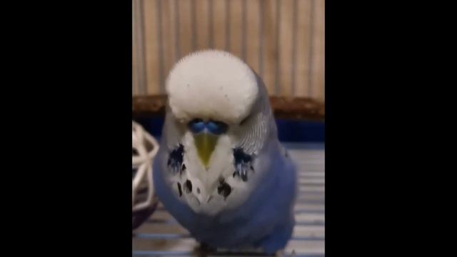 Попугай Слива- хороший парень смотреть онлайн