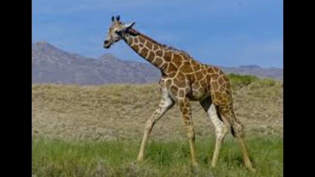 Интересные факты о жирафах. смотреть онлайн