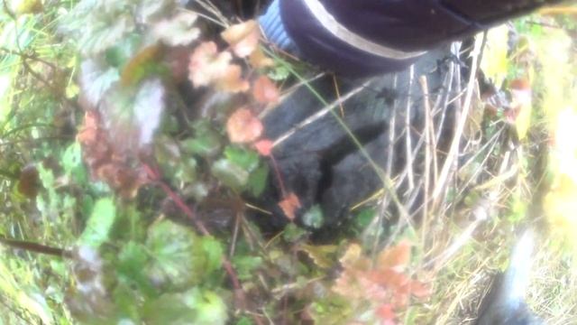 Собираю опята/Опята-грибы. смотреть онлайн