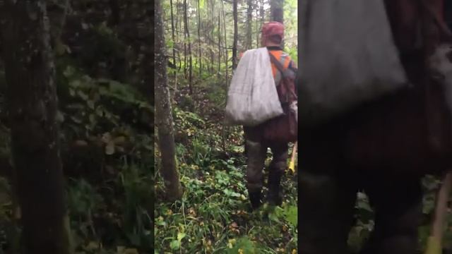 Где растёт чага смотреть онлайн