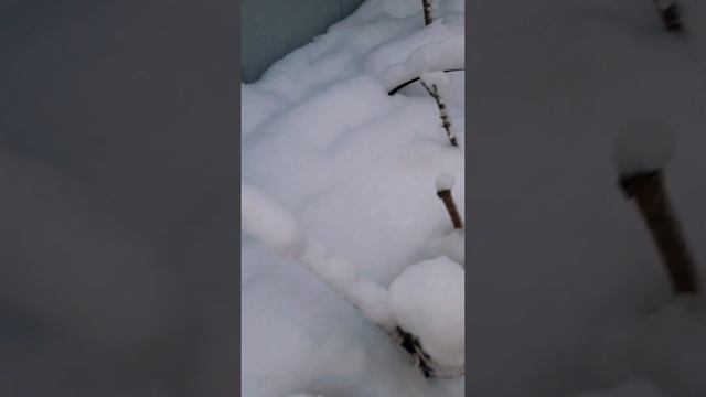 Как зимуют самшиты #самшит смотреть онлайн