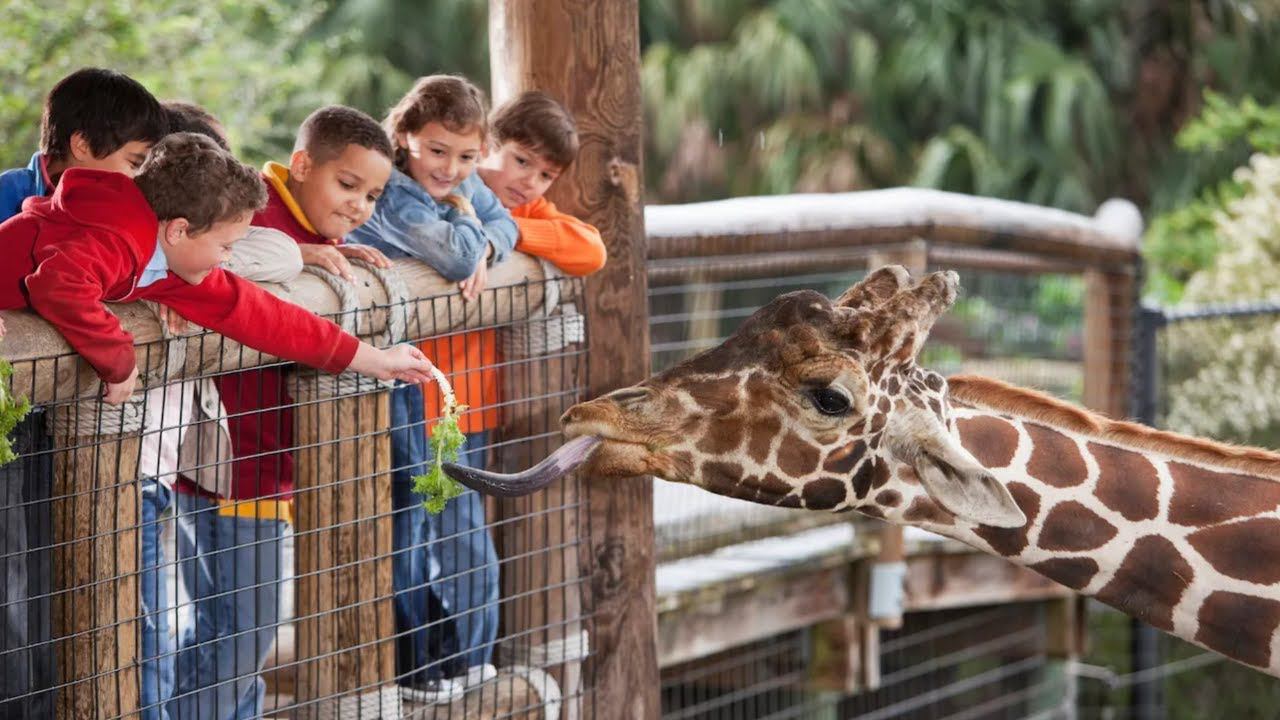 Путешествие по зоопарку Сан-Диего: встречайте животных со всего мира смотреть онлайн