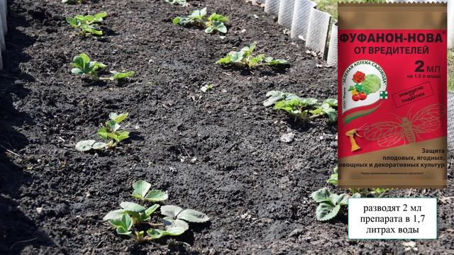 Чем обработать клубнику весной от болезней и вредителей смотреть онлайн