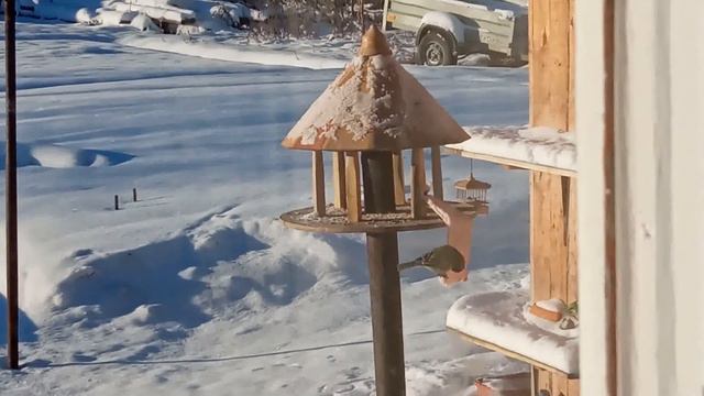 50. Птицы рады // Мамин день // смотреть онлайн