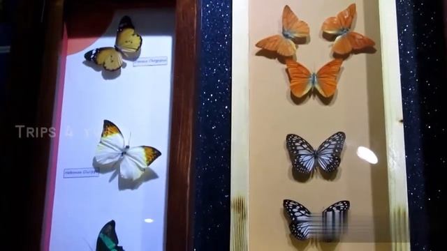 Butterfly Garden Dubai| Tourist Attraction in Dubai| Visit Dubai Butterfly Garden смотреть онлайн