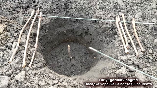 ? Как ПРАВИЛЬНО без ДЕТСКИХ ОШИБОК посадить ВЕСНОЙ черенок винограда БЕЗ КОРНЕЙ на постоянное место смотреть онлайн