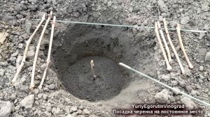 ? Как ПРАВИЛЬНО без ДЕТСКИХ ОШИБОК посадить ВЕСНОЙ черенок винограда БЕЗ КОРНЕЙ на постоянное место