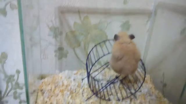 Катание хомяка по имени соня смотреть онлайн