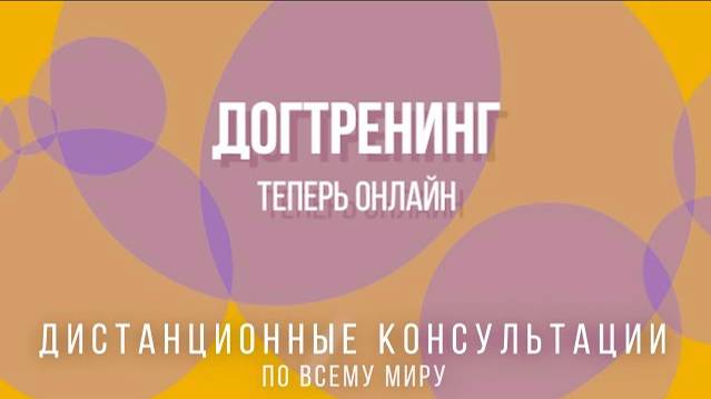 Догтренинг онлайн. Индивидуальные консультации