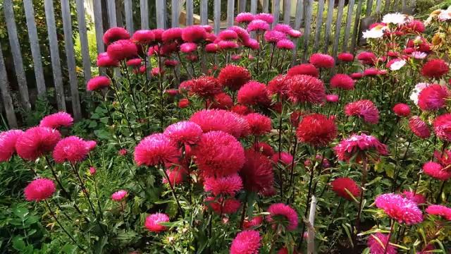 Почему не растут астры? (Агроном Людмила Решетникова) смотреть онлайн