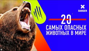 Самые ОПАСНЫЕ ЖИВОТНЫЕ в Мире! Топ 20