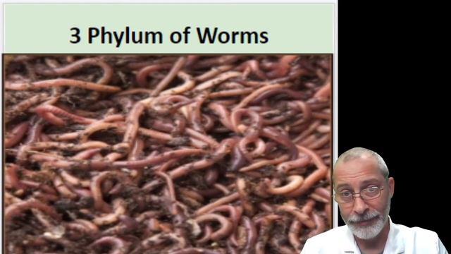 15 7 Invertebrates 2 смотреть онлайн