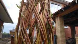 Плетенка из американской ивы. Живая изгородь.