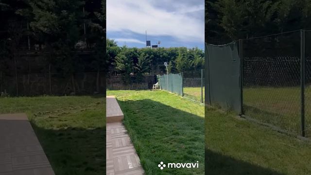 Первое занятие по охране. Алабай Хазор Кара Юлдуз в Турции. смотреть онлайн
