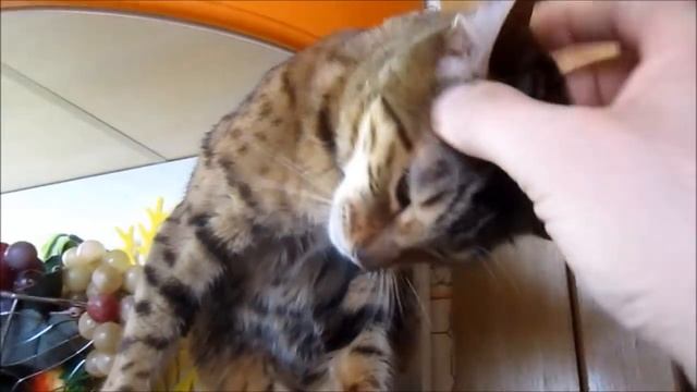 Холодец из свиной рульки и курицы,Багира и пирог шарлотка смотреть онлайн