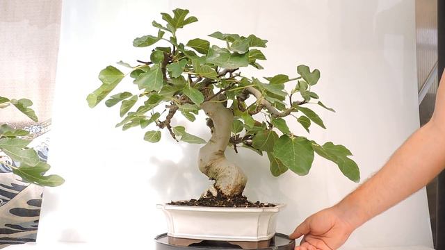 Foto Bonsái Higuera. Ficus Carica. FCC20 смотреть онлайн