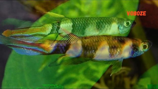 Эпиплатис Факельный. Щучка клоун в аквариуме, разведение, содержание, кормление. смотреть онлайн