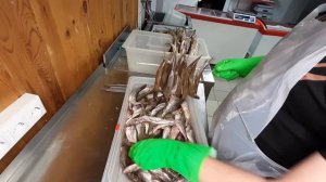 ???ВОБЛА вяленая в Сушилке Москит