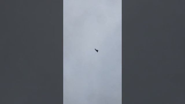 Турецкая Такла в Пятигорске. Думанли 8 недель гон. смотреть онлайн