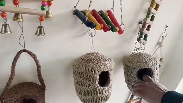 Pet Shop Visit, ?️?????|| The Bird's Kingdom|| Lovebirds, Budgies, Cockatiel, Java, Finch, Rabbit смотреть онлайн