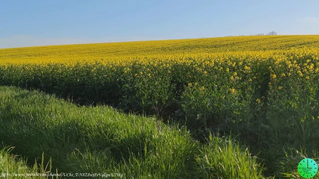 Пение птиц создает гармонию души и тела/Звуки природы/Birdsong/Sounds of nature/Relax смотреть онлайн