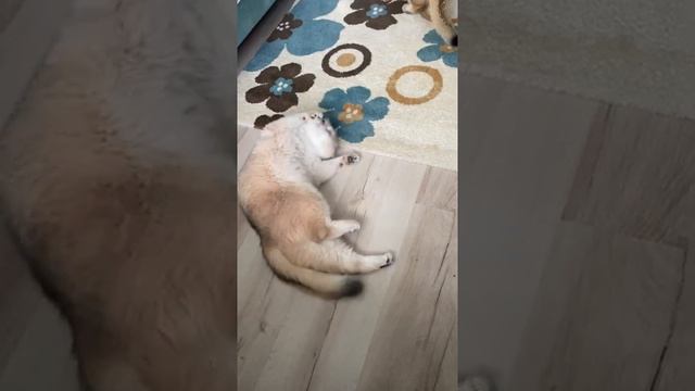Cats mating смотреть онлайн
