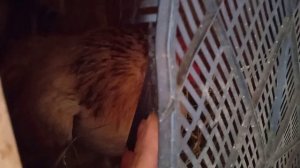 Хорошие и плохие новости. Этот препарат снова нам помог. Обзор хозяйства. Утки, утята, куры, цыплята