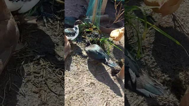 любимая еда уток))) смотреть онлайн