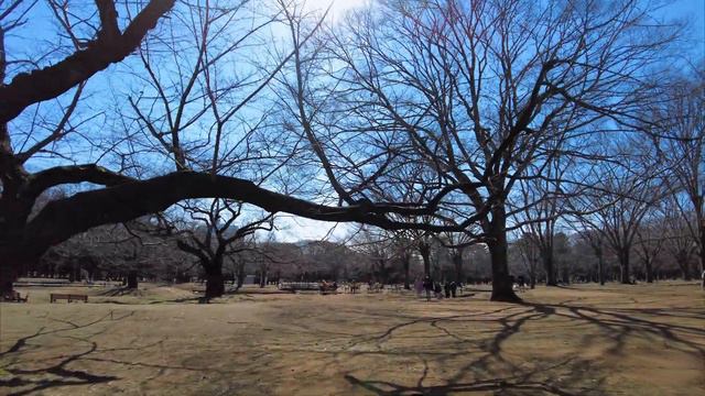 Early Blooming Sakura Trees in Yoyogi Park - TOKYO TRAVEL GUIDE смотреть онлайн