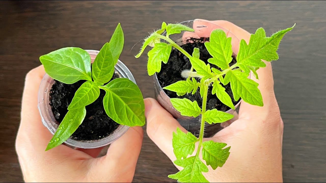 РАССАДА НИКОГДА НЕ БУДЕТ ВЫТЯГИВАТЬСЯ! СДЕЛАЙТЕ ТАК ДЛЯ ПОЛУЧЕНИЯ ЖИРНОЙ, КРЕПКОЙ РАССАДЫ! смотреть онлайн