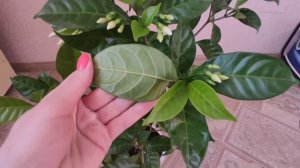 Табернемонтана/Tabernaemontana, выращивание, правила ухода.