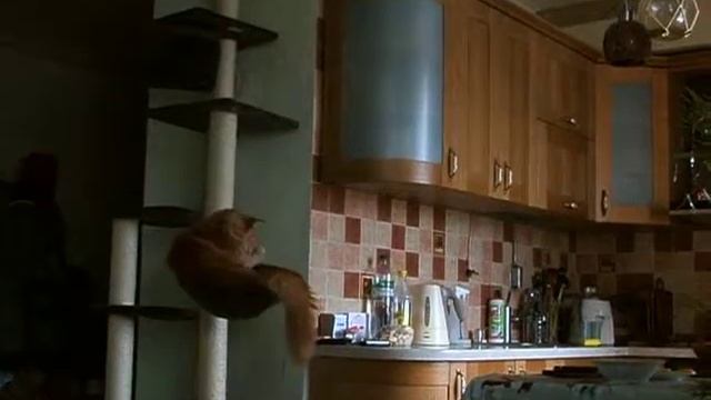 Мармон. Мейн Кун всегда котенок -2 смотреть онлайн