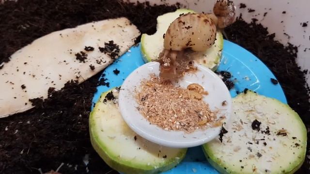 КОРМ ДЛЯ УЛИТОК АХАТИН / ЧЕМ КОРМЛЮ УЛИТОК? #АХАТИНА #УЛИТКА #АФРИКАНСКАЯ УЛИТКА