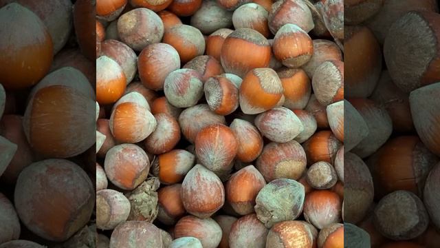 Highest Vitamin E Foods смотреть онлайн