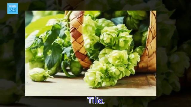 Plants that Help You Sleep - Canada 365 смотреть онлайн