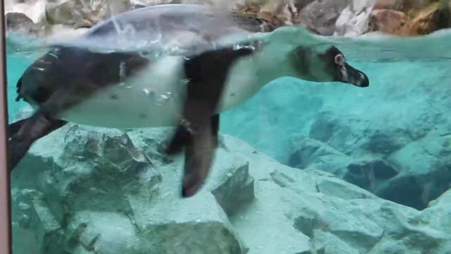 penguins. пингвины в зоопарке смотреть онлайн