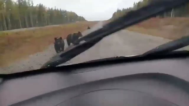 Медведи на дорогах России смотреть онлайн