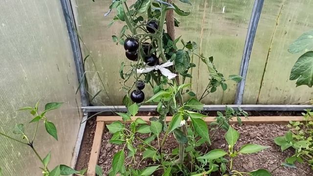 Немного о помидорах... смотреть онлайн