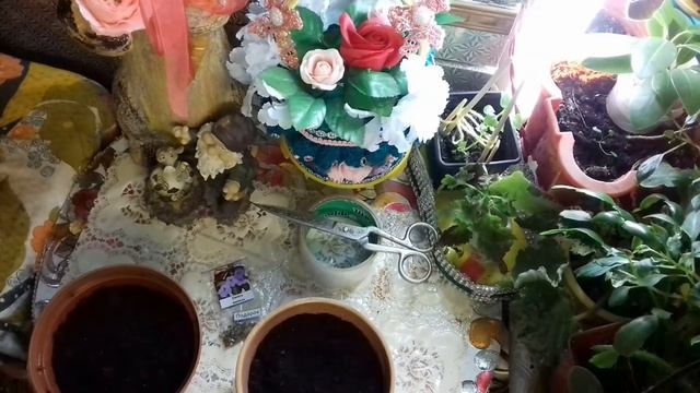 сажаю ризомы ахименесов смотреть онлайн