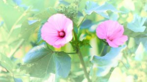 Нежная лаватера лета. Цветочный фон | Футажи красивая природа [FullHD]