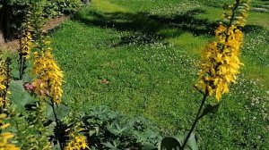 теневой цветник в июле 2022