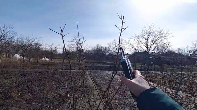 Vlog-117 Формировка молодых плодовых деревьев - тёплый февраль✂️ смотреть онлайн