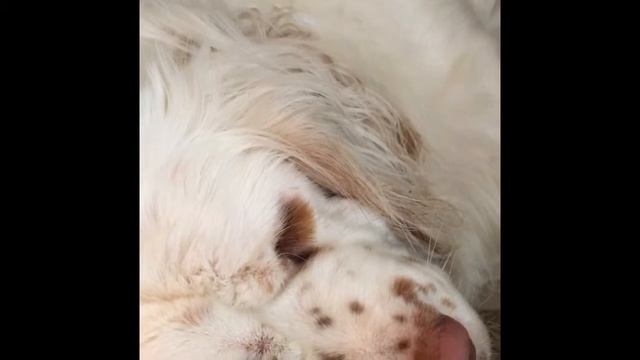Clumber Spaniel Snoring смотреть онлайн
