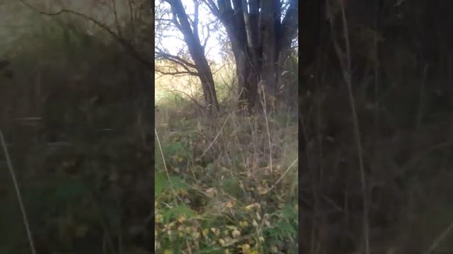 Грибов нет смотреть онлайн