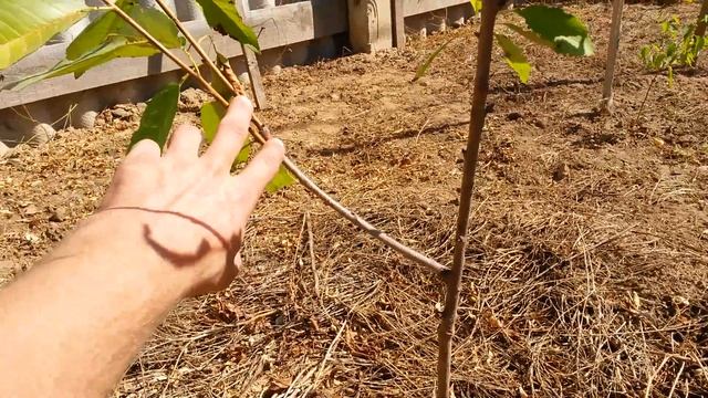 Результаты обрезки однолетних саженцев смотреть онлайн