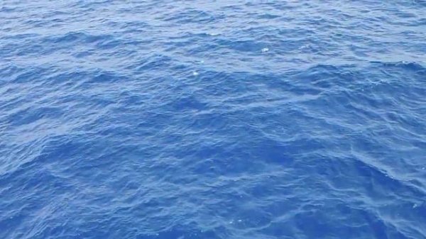 Dolphin | Flying Fish | Short Adventure